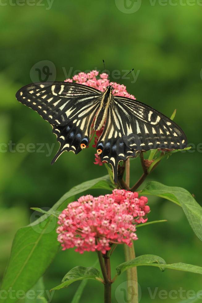 Asian swallowtail butterfly photo