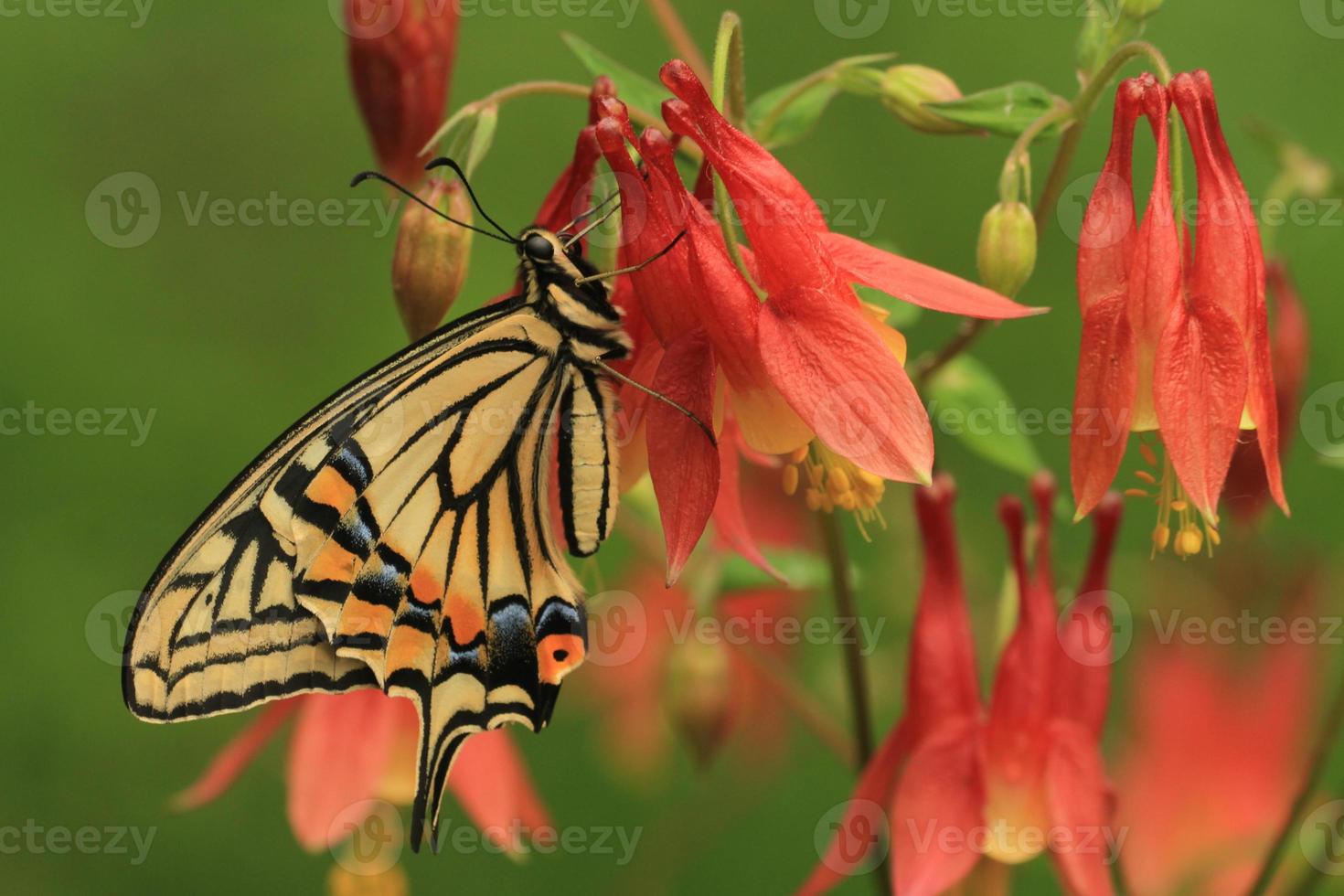asian swallowtail butterfly photo