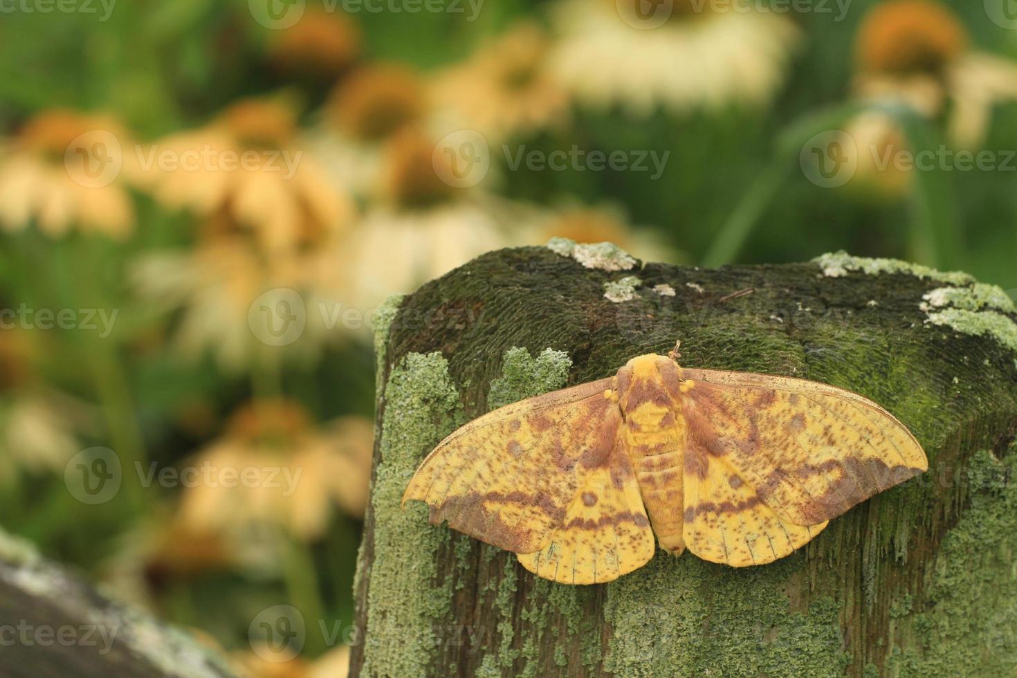 imperial moth on post photo