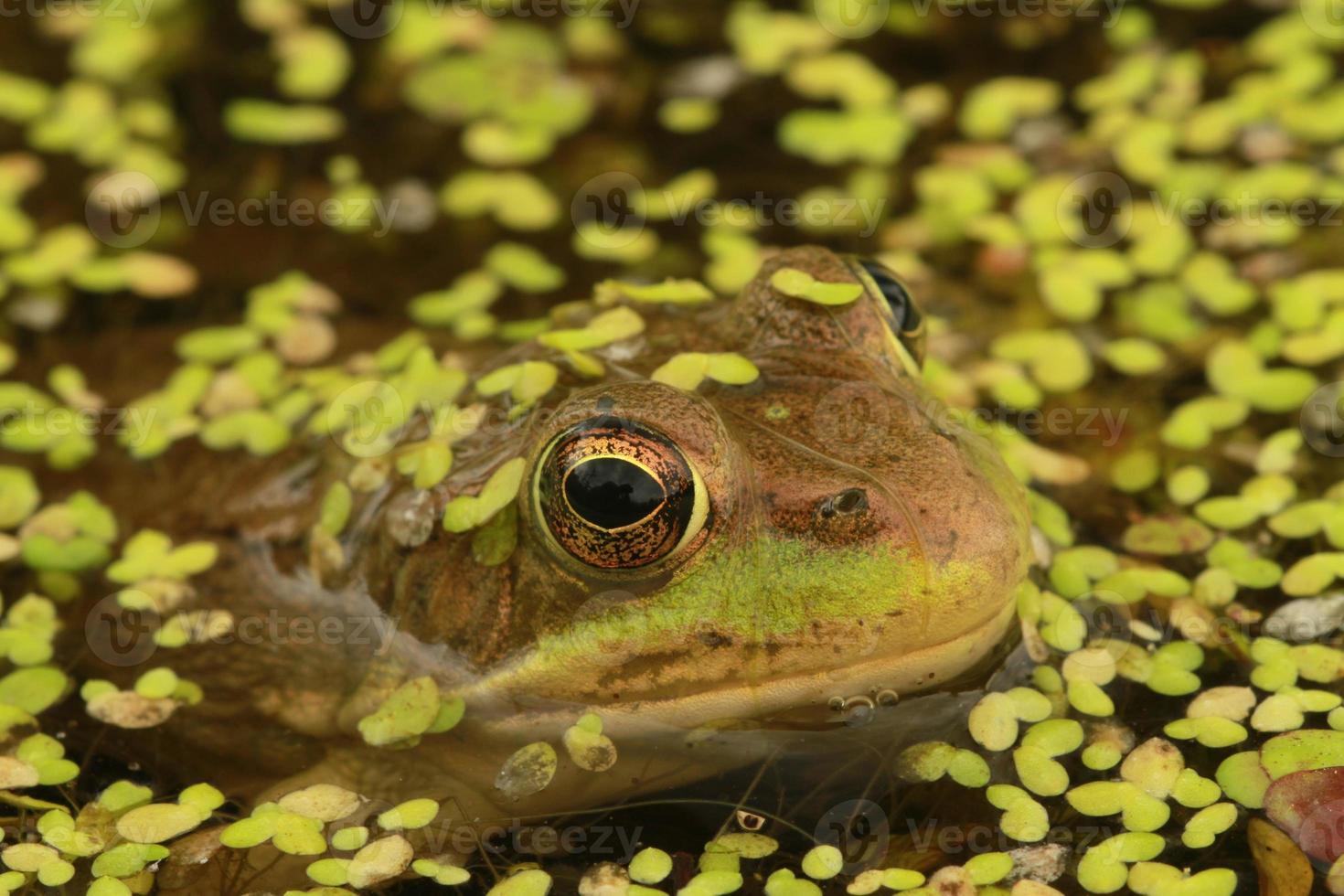 green frog in duckweed photo