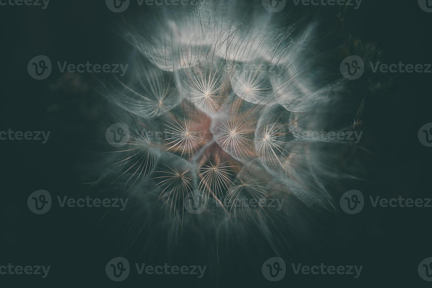 summer dandelion in close-up on a dark background photo