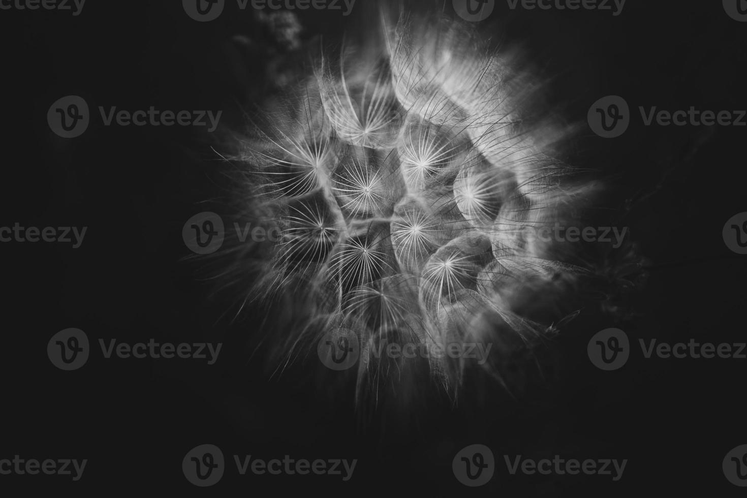 summer dandelion in close-up on a dark background photo