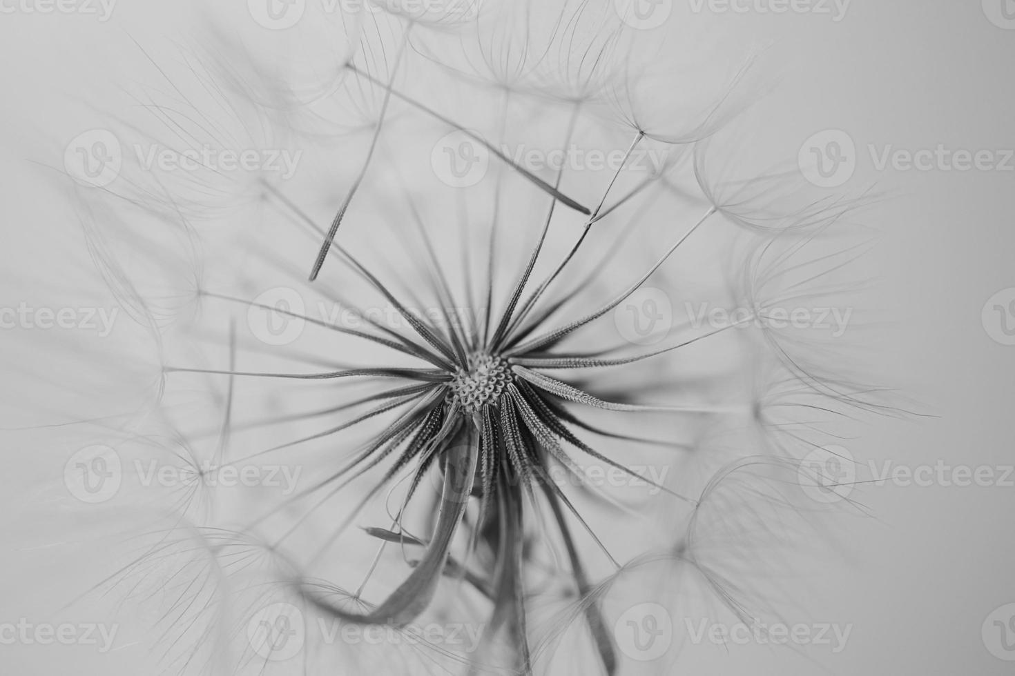 summer dandelion in close-up on a light background photo