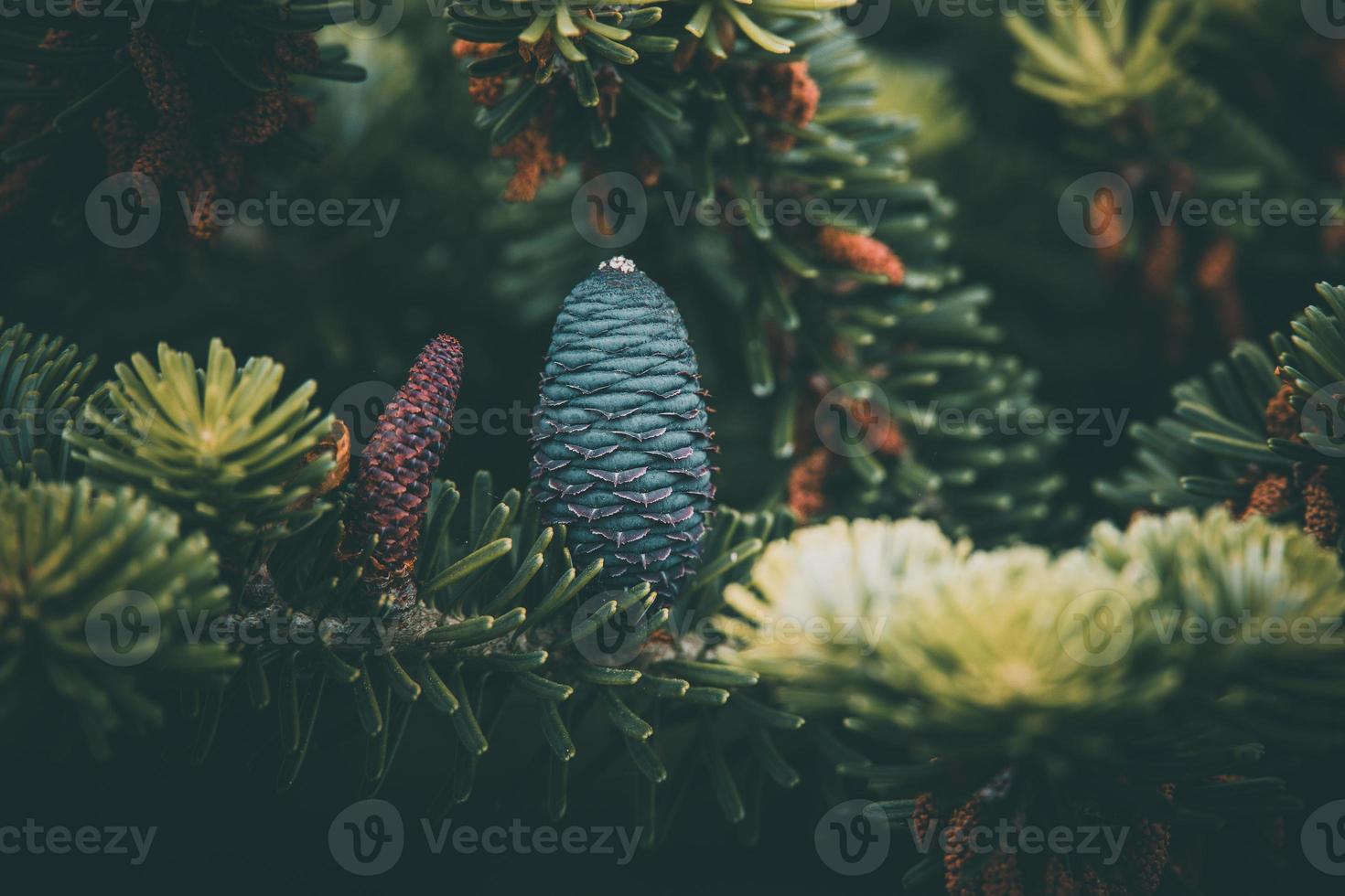 blue pine cone on the branch of conifer in close-up photo
