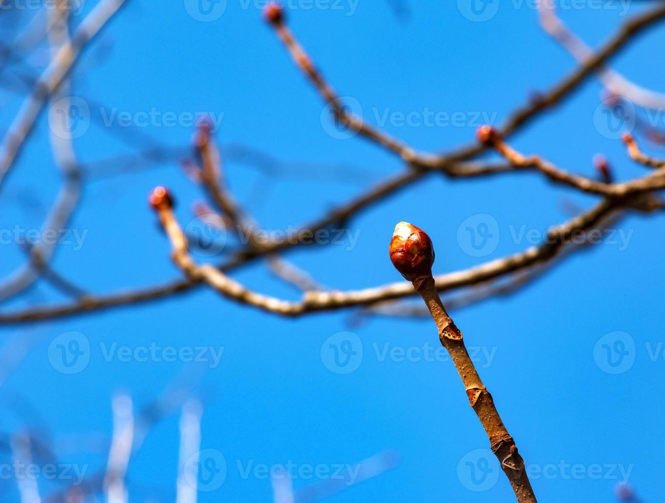 Chestnut tree twig with new green buds. Latin name Aesculus hippocastanum L. photo