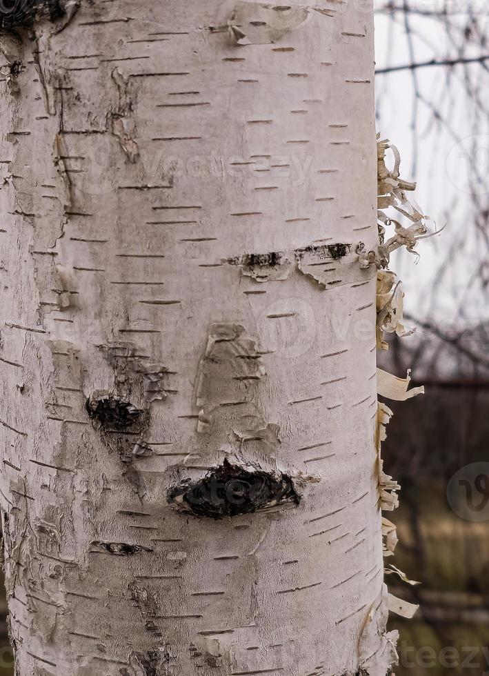 Birch bark texture. The texture of the birch bark. Birch bark background.  Birch tree trunk, Betula pendula. 22320906 Stock Photo at Vecteezy