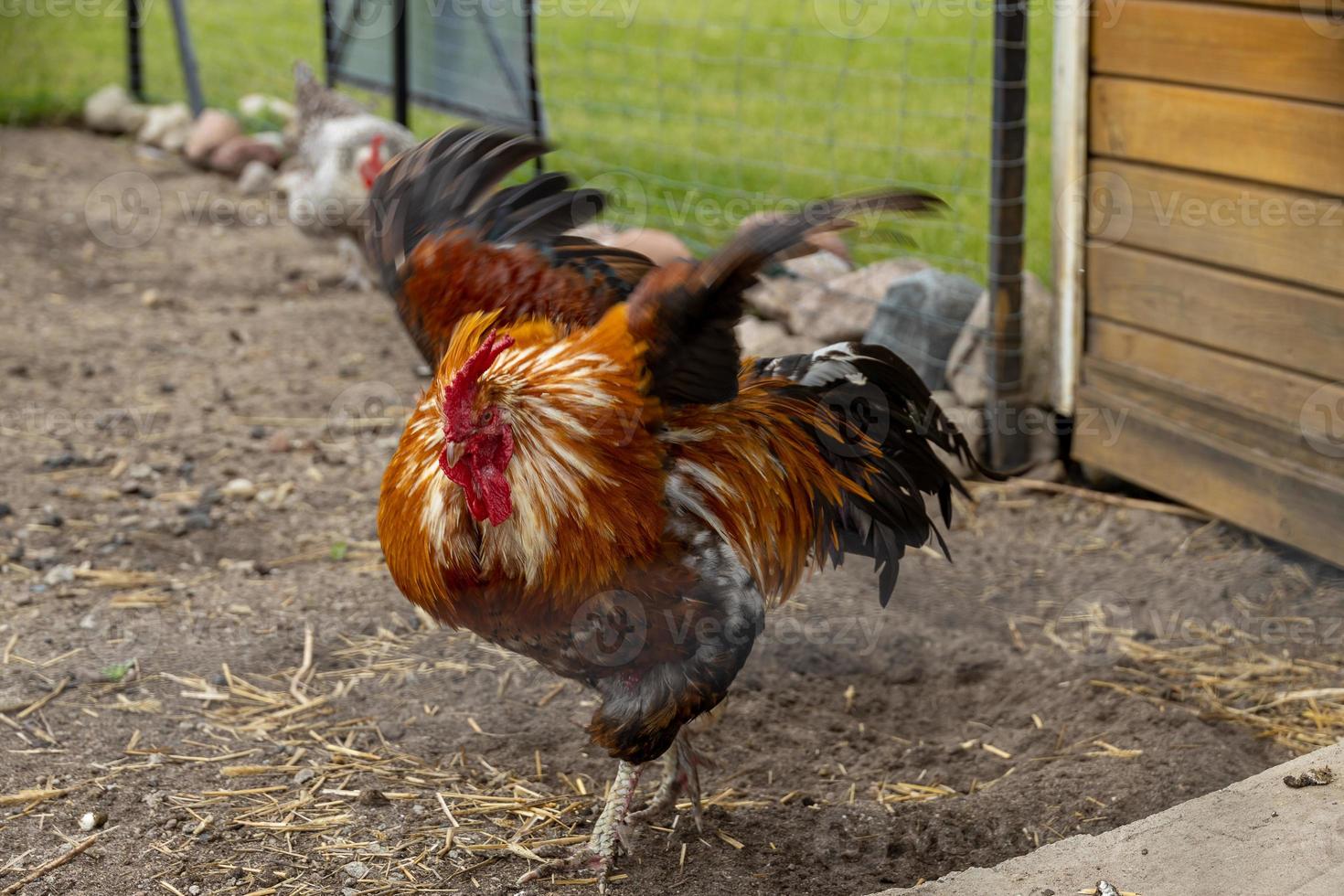 colorful rooster in a free range outdoor farm photo