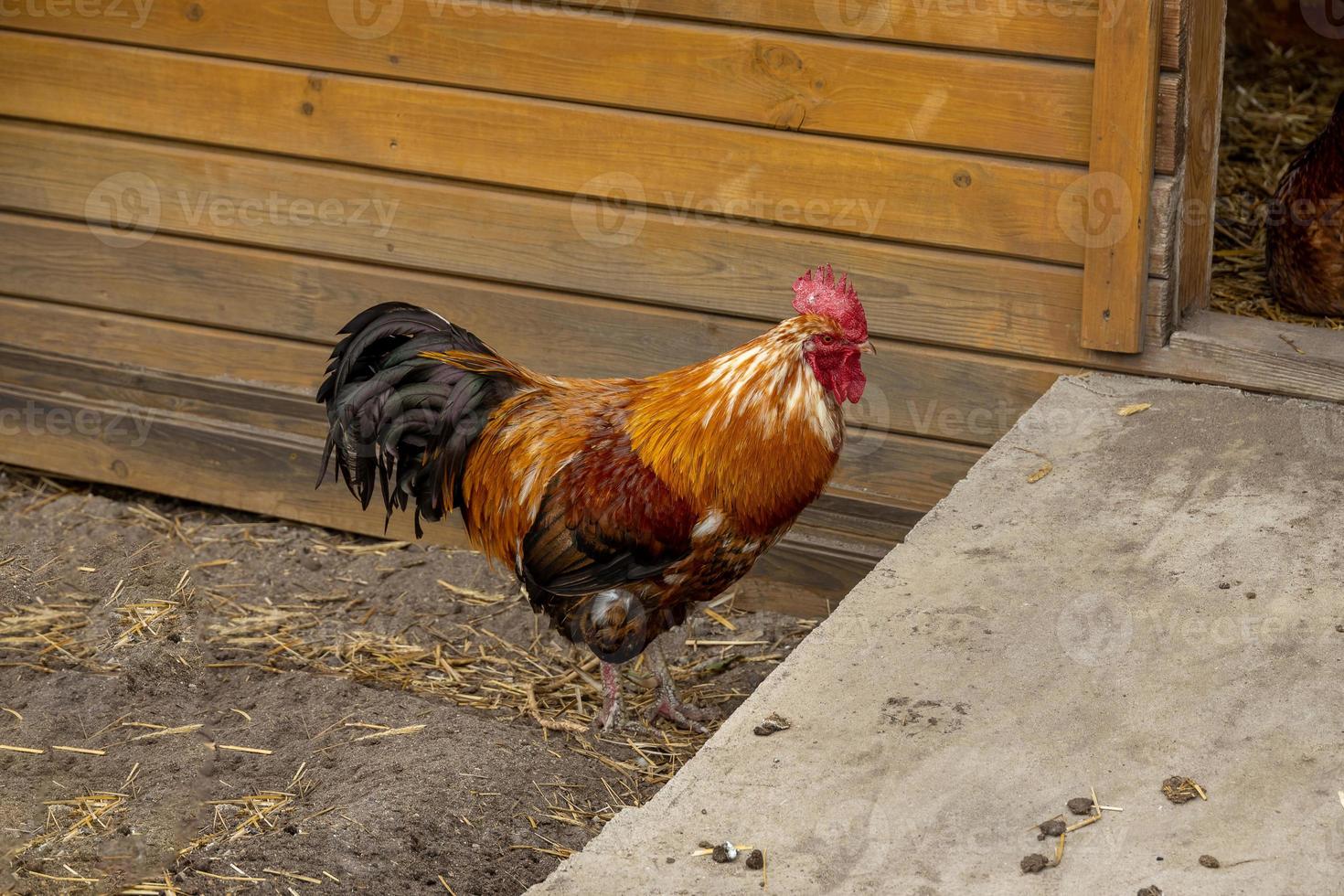 colorful rooster in a free range outdoor farm photo