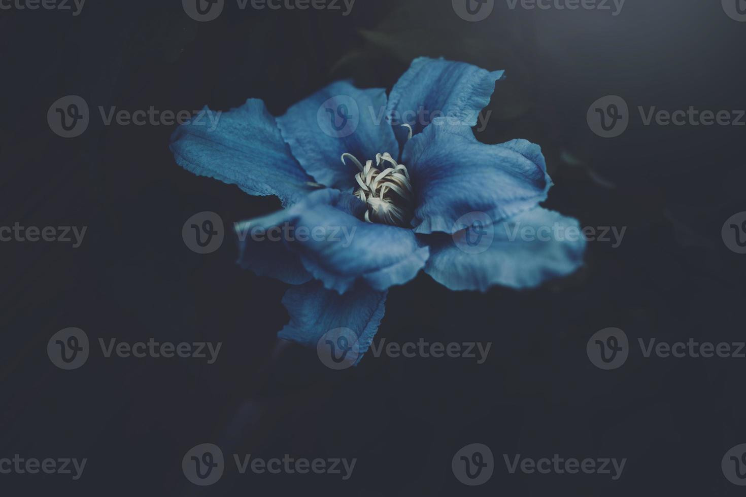 clematis flower in the garden in close-up photo