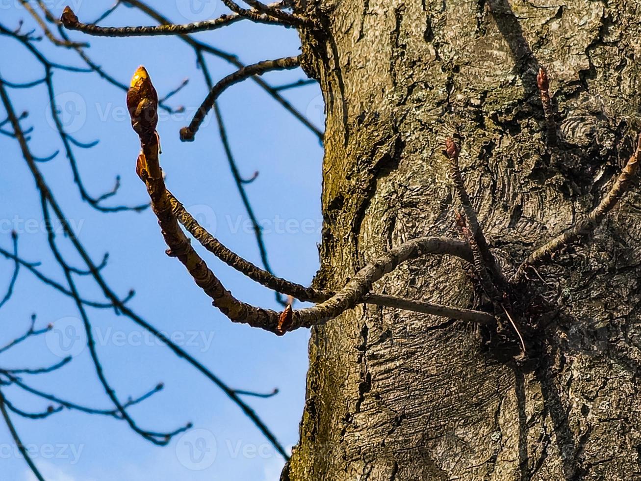 Chestnut tree twig with new green buds. Latin name Aesculus hippocastanum L. photo