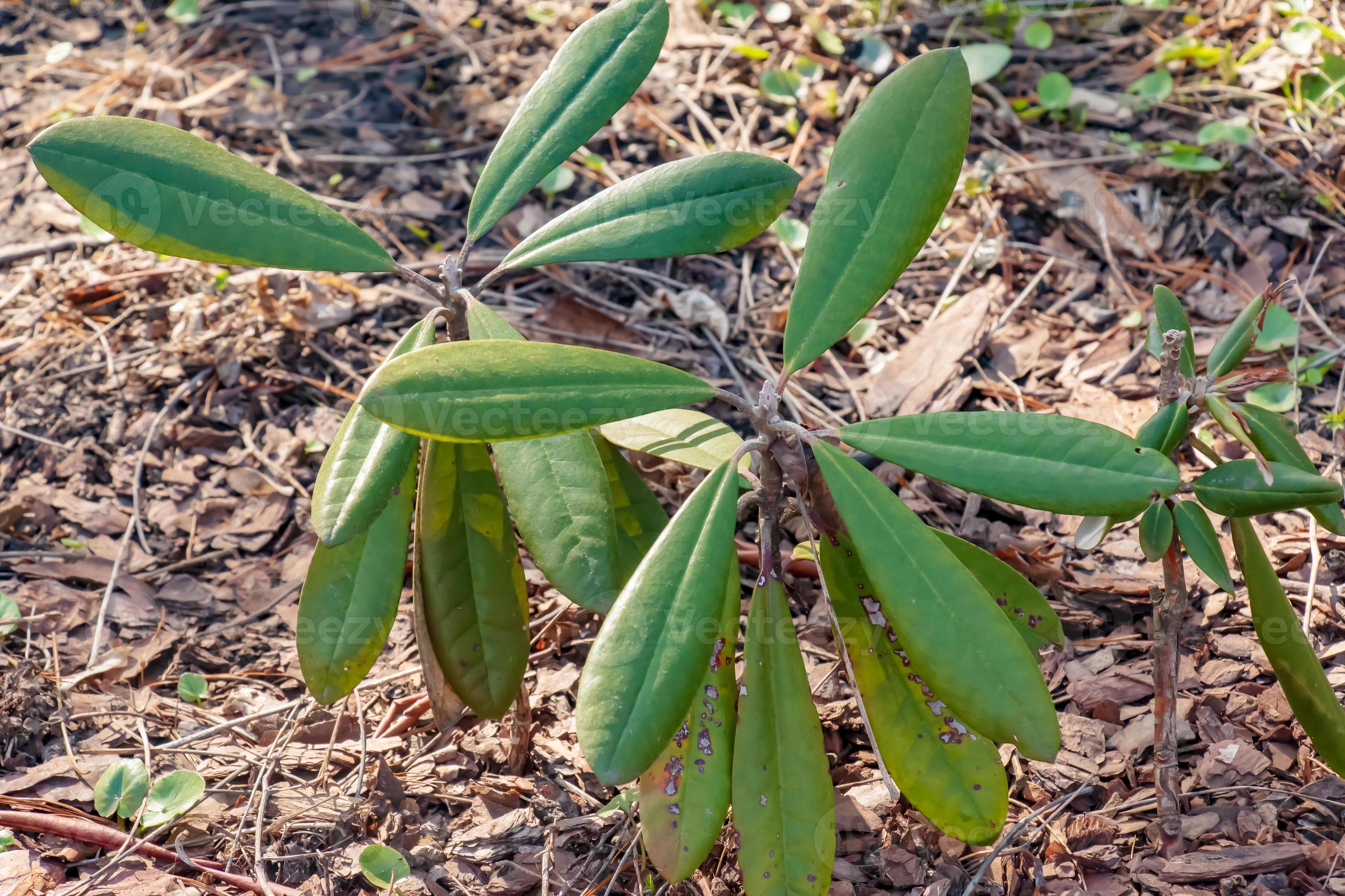 Young Seedling Of Rhododendron In The Ground In The Garden In Spring Young Seedling Of Rhododendron In The Ground In The Garden In Spring