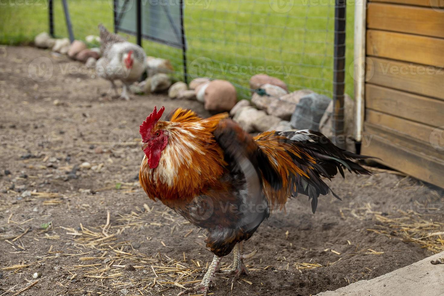 colorful rooster in a free range outdoor farm photo