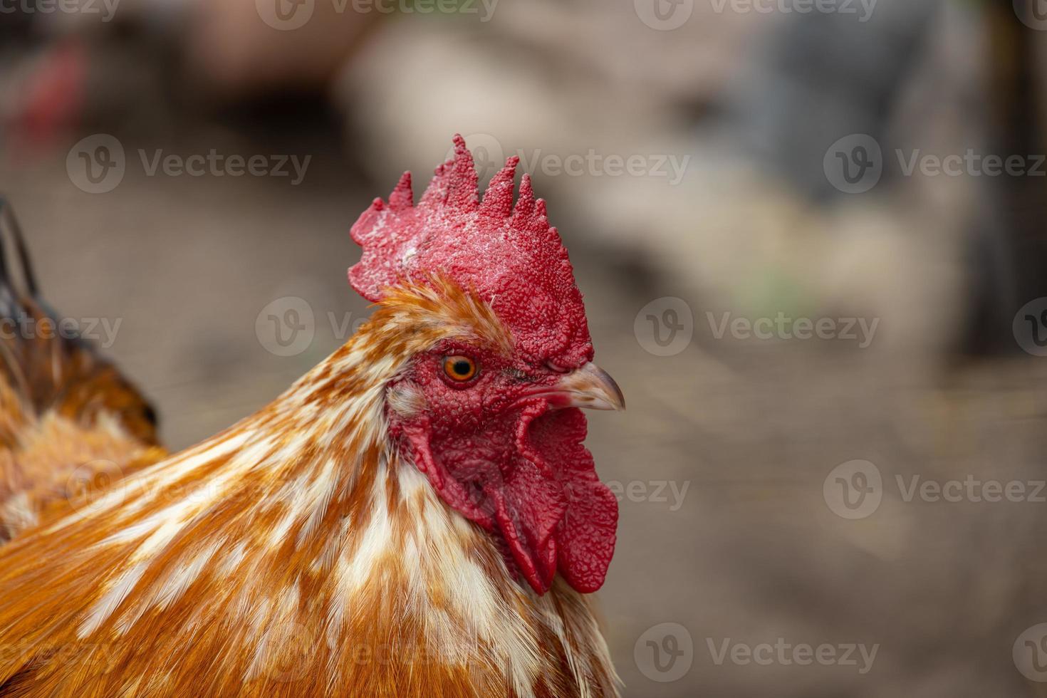 beautiful portrait of a brown rooster photo