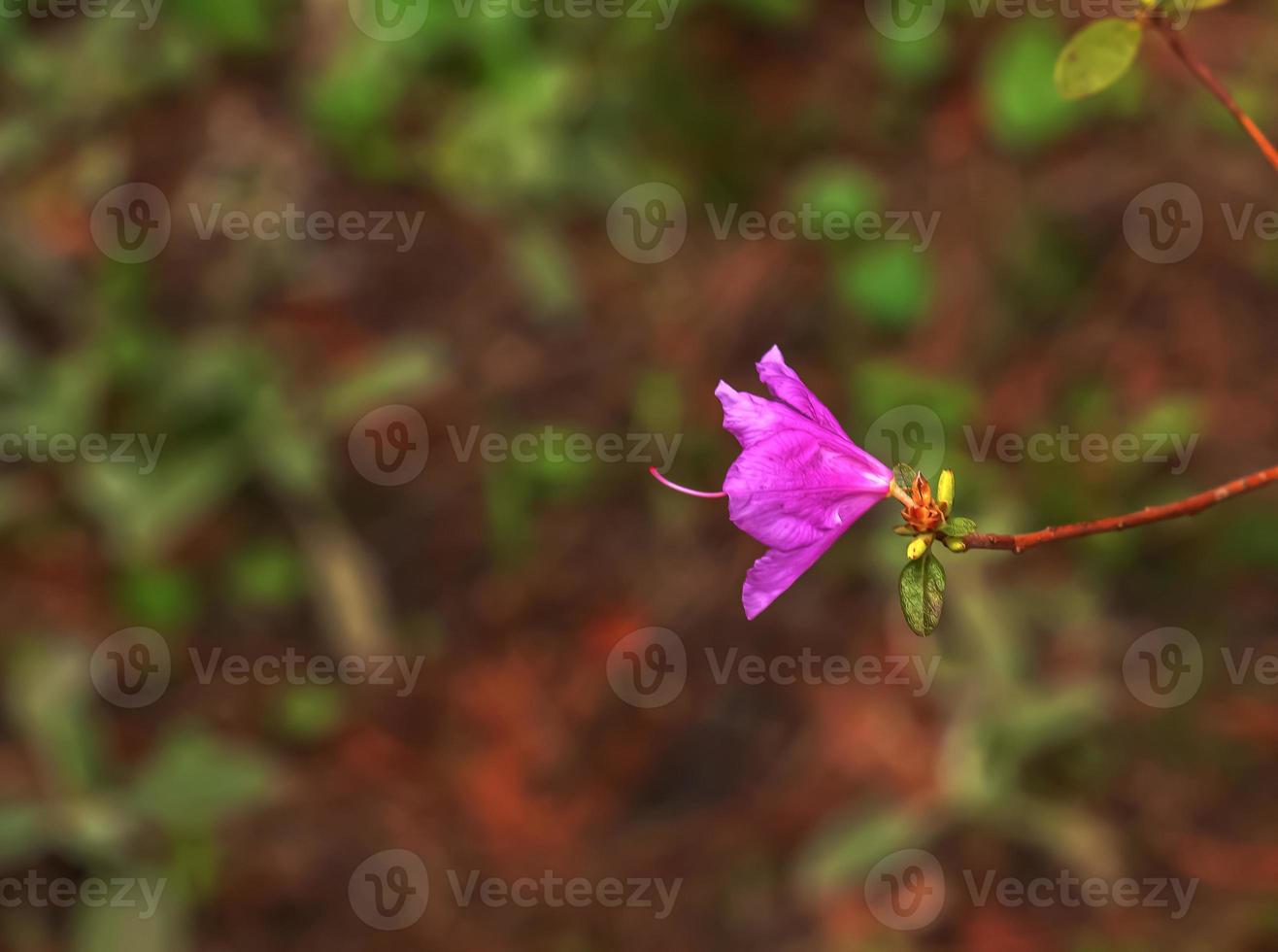 rosado flores de rododendro Copiar espacio. rododendro ledebourii. primavera floración rododendro. de cerca Disparo de rododendro daurico flores, popular nombres bagulnik, maralnik foto