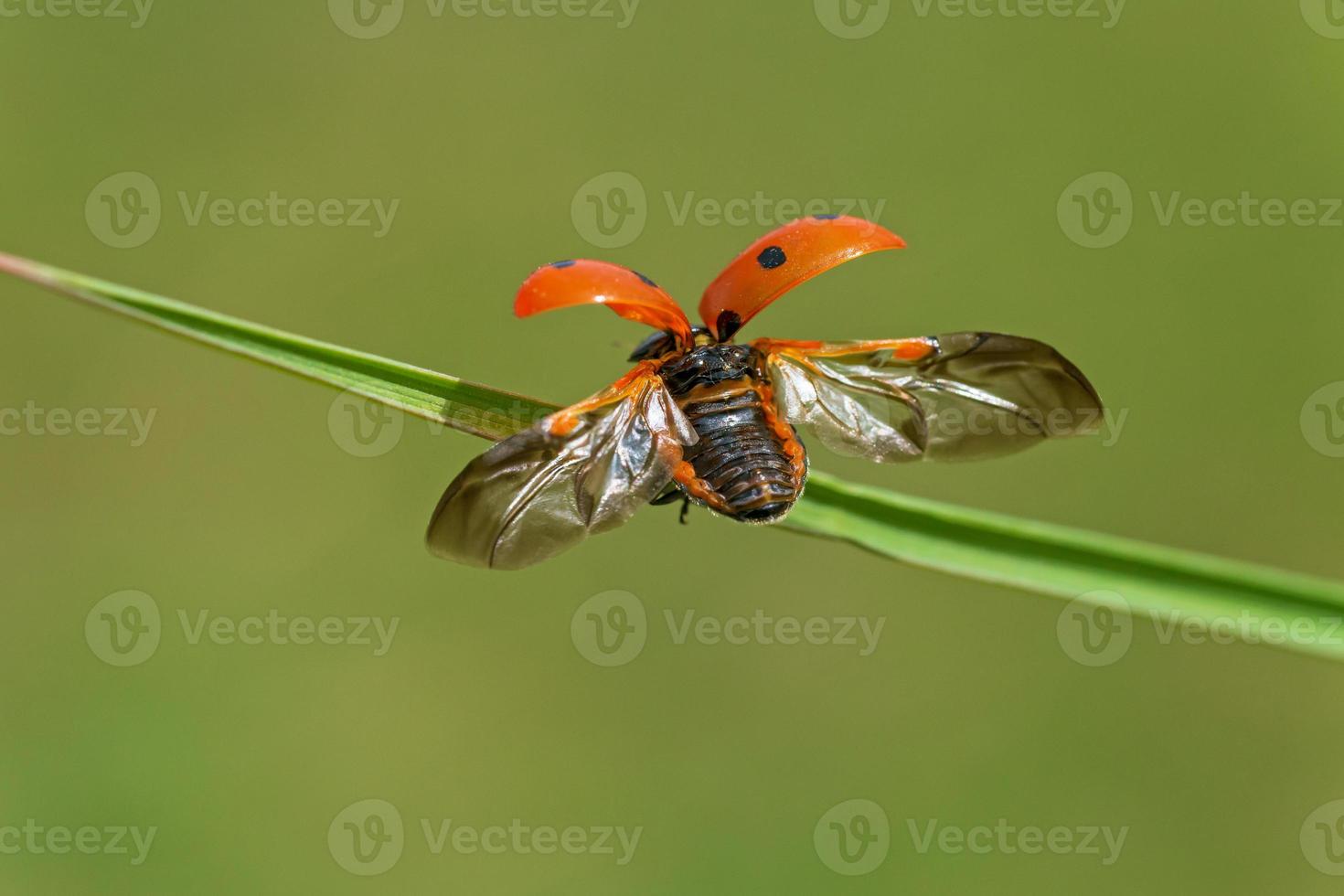 close up of ladybug ready to take off from blade of grass photo