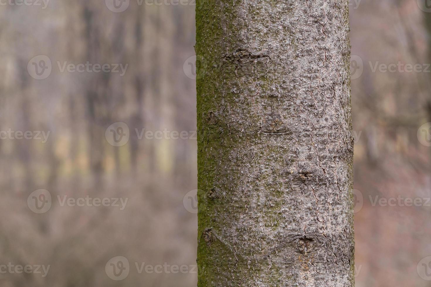 close up of trunk of tree in forest photo