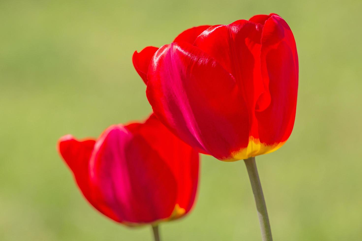 close up of two red tulips photo