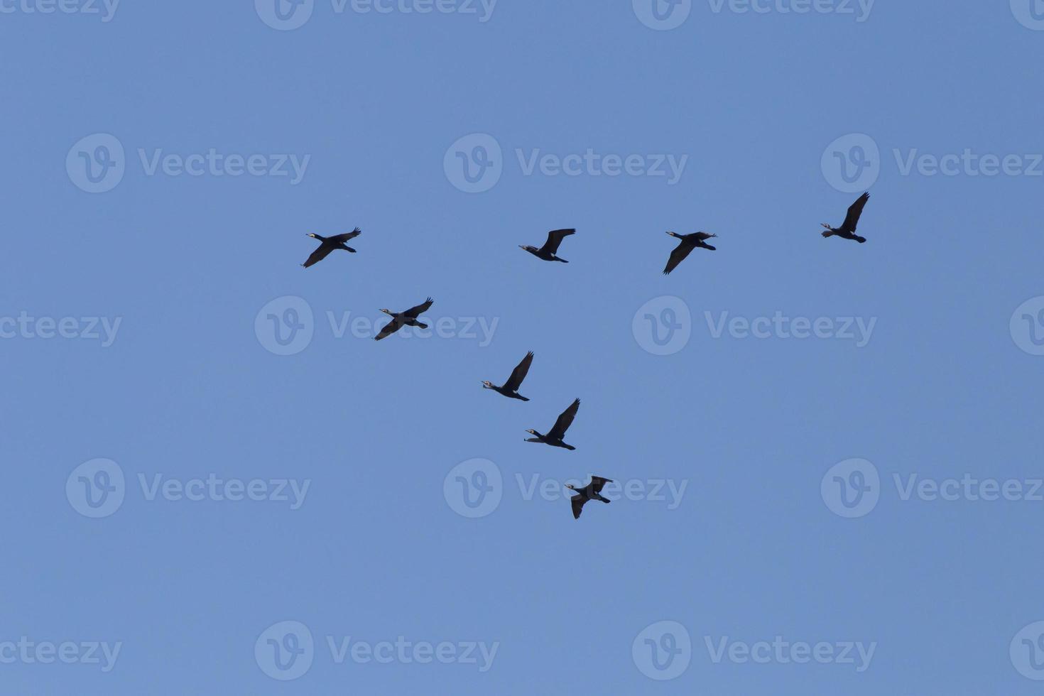 flock of great black cormorants flying in a blue sky photo