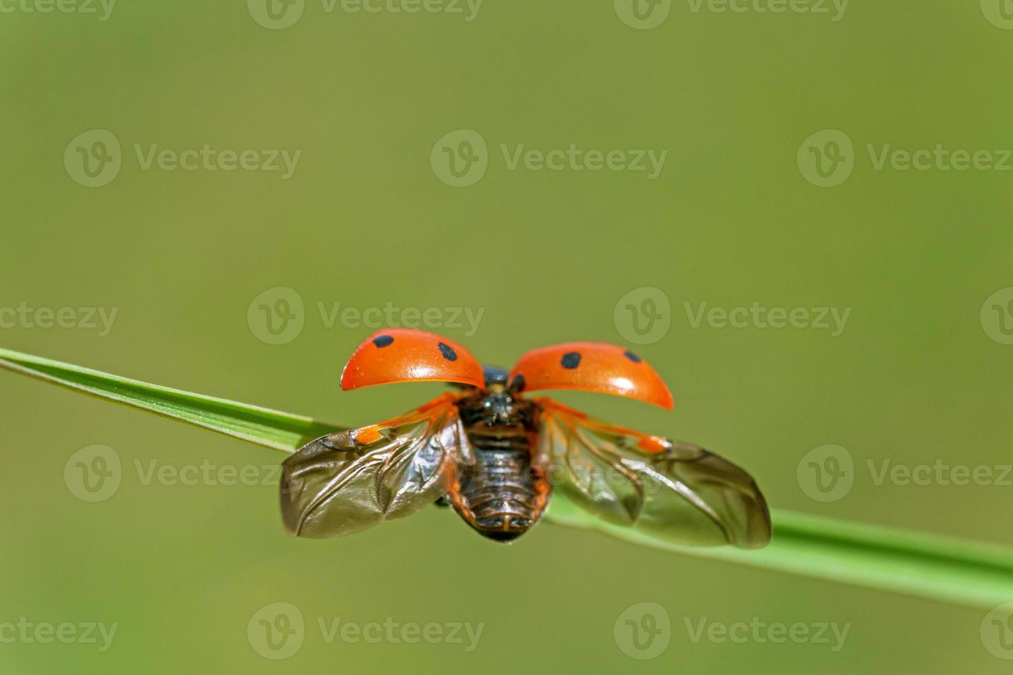 close up of ladybug with opened wings on blade of grass photo