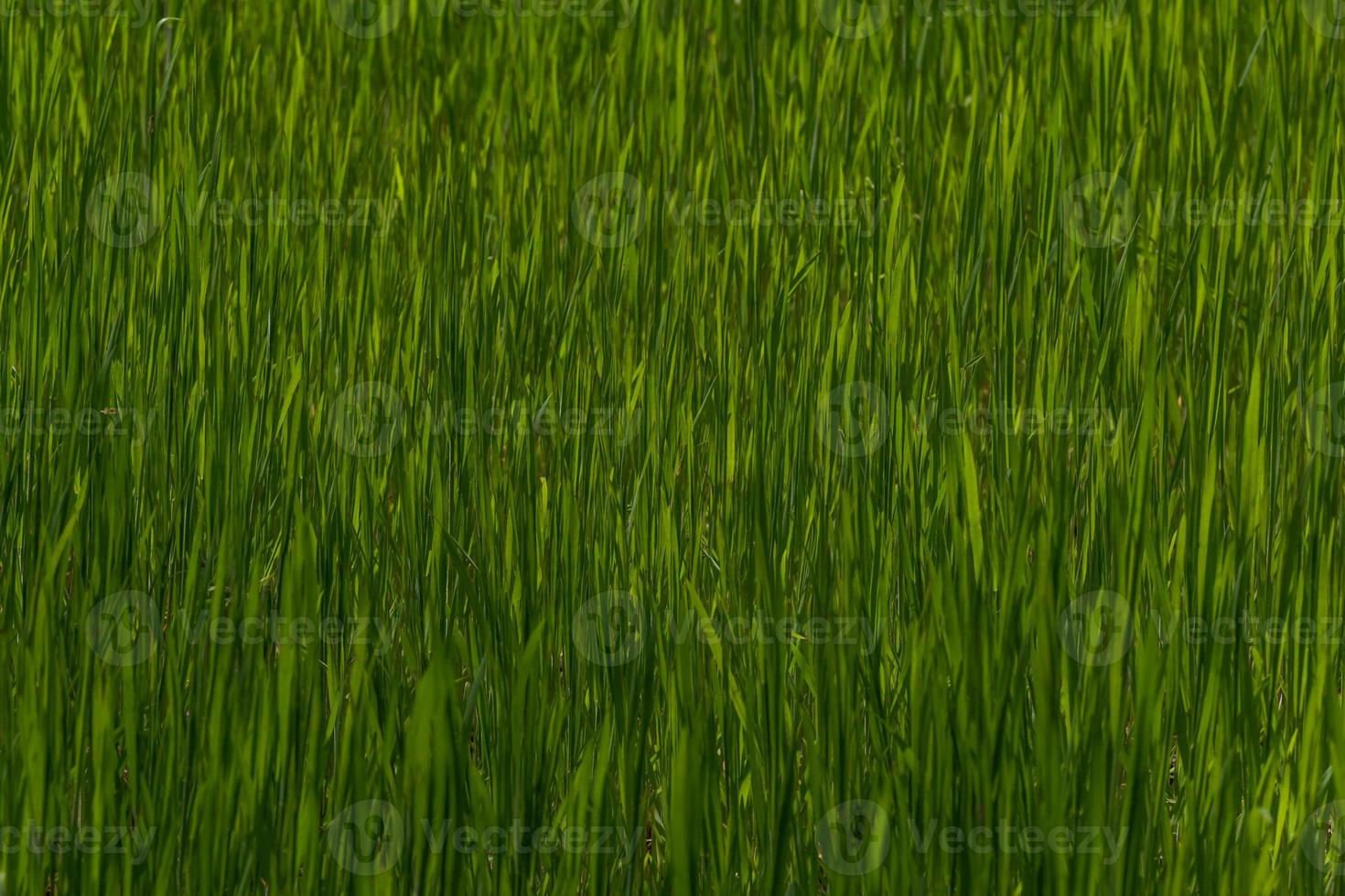 close up of dark green grass background photo