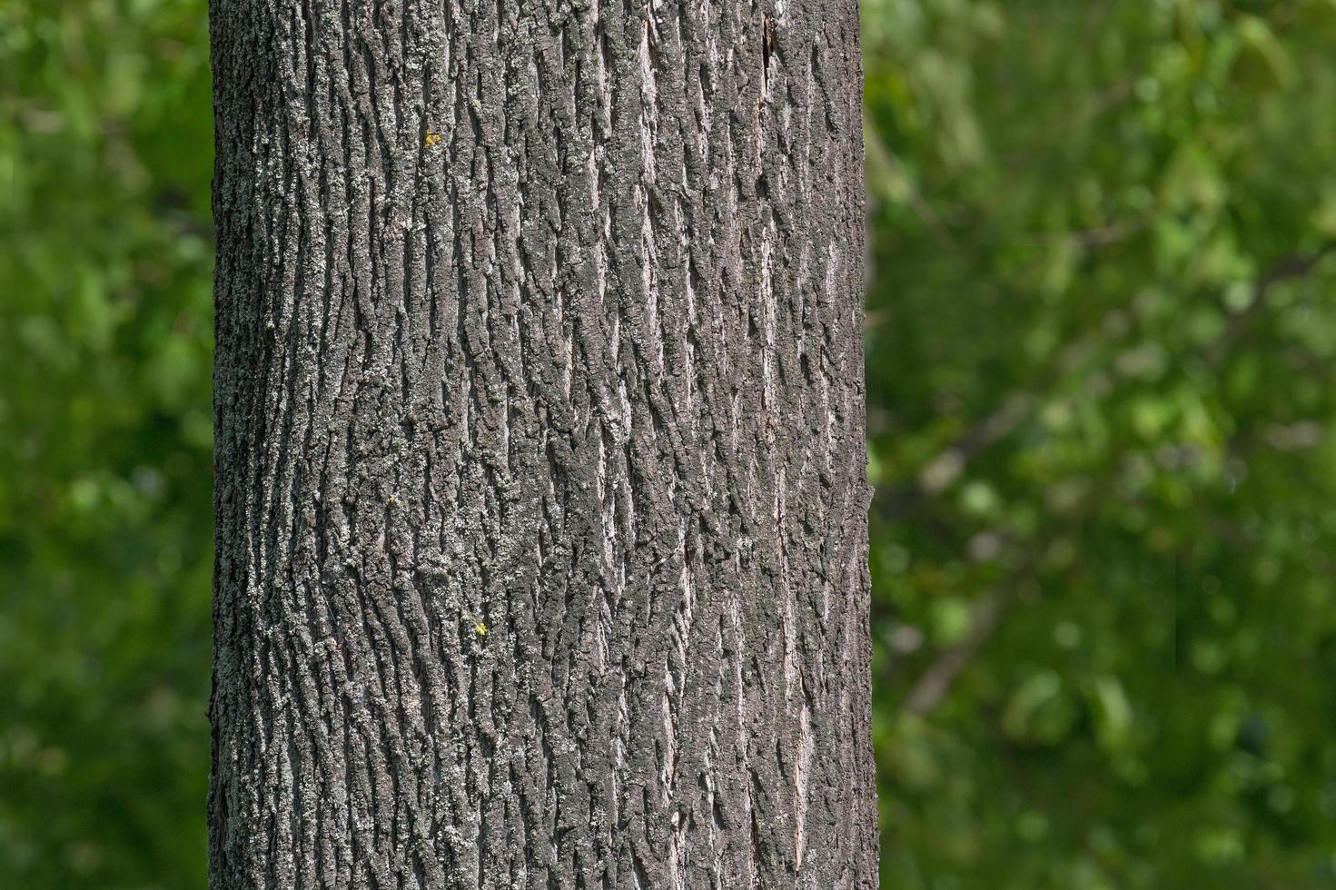 close up of maple tree trunk in park at summer photo