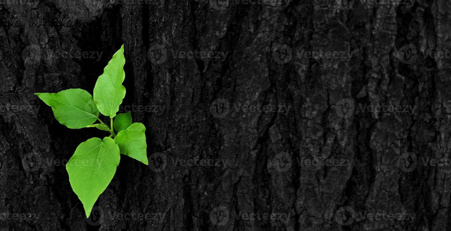 Green leaves, sprouting from intersection of the trunk or black bark of the tree with right copy space. Newly born life Natural beauty and natural wallpaper and macro concept photo