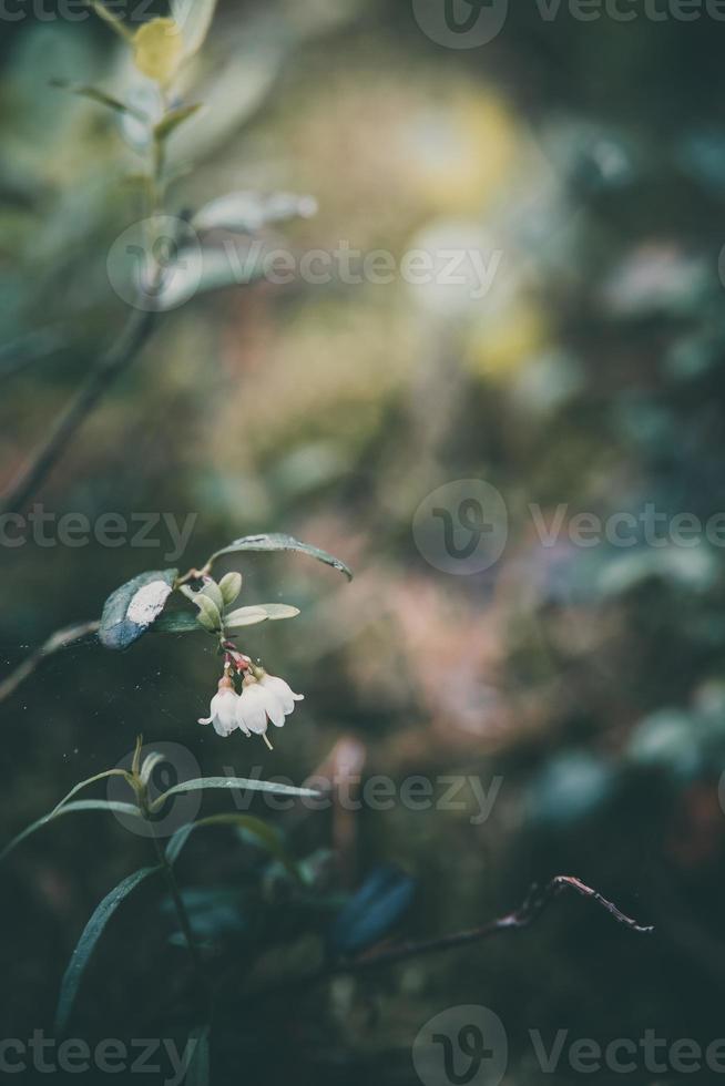 white flowering bush of forest berry photo