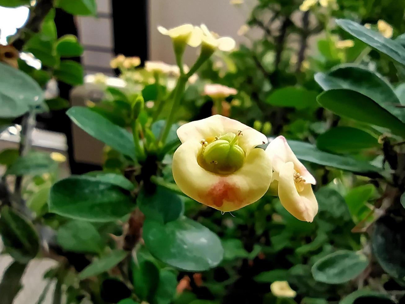 Macro shot of a beautiful Euphorbia milii. photo