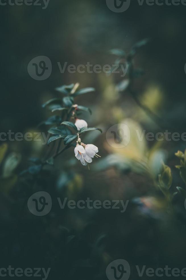 white flowering bush of forest berry photo