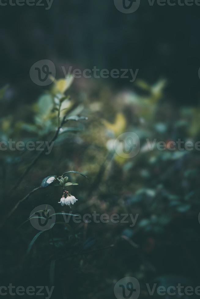 white flowering bush of forest berry photo