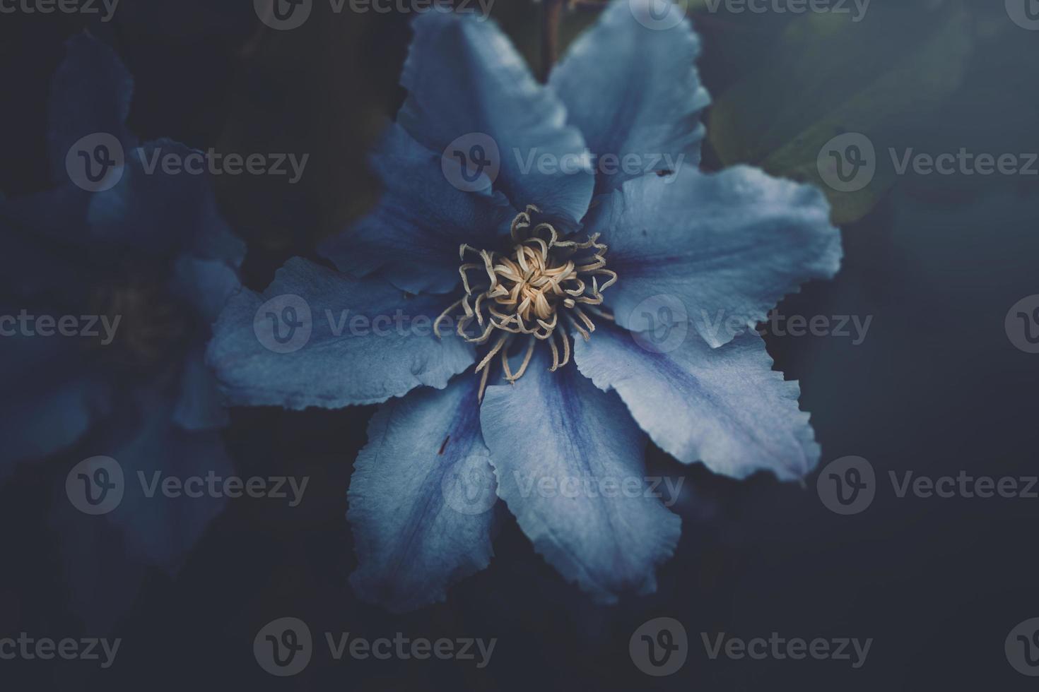 clematis flower in the garden in close-up photo
