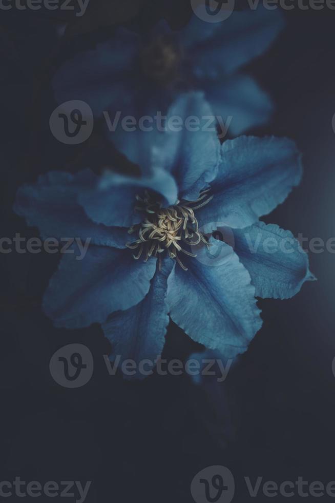clematis flower in the garden in close-up photo