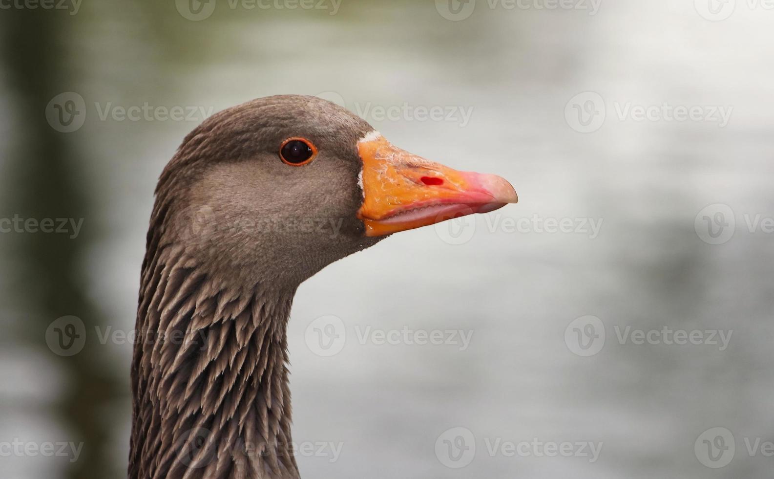 Cute Water Birds at Lake Side of Local Public Park photo