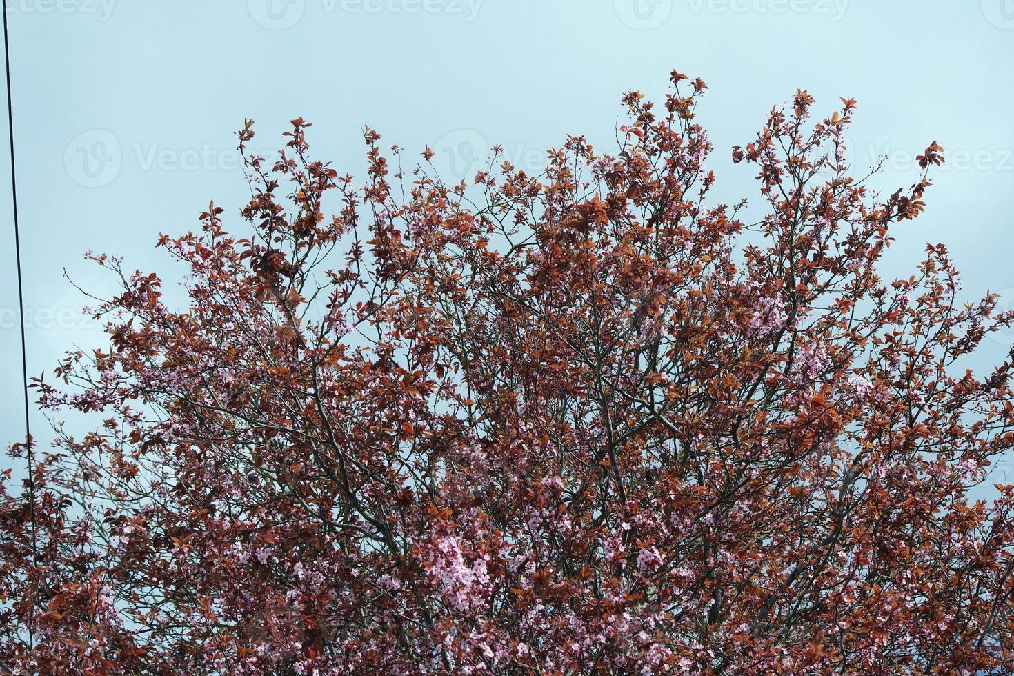 Low Angle View of Tree and Branches at Local Park photo