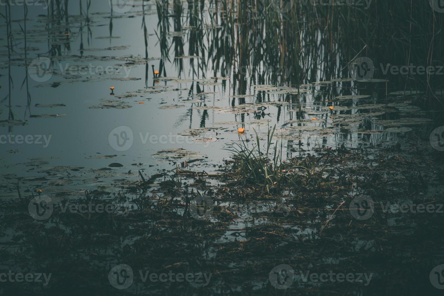 small narrow river flowing through the meadow on a gray misty day in closeup photo