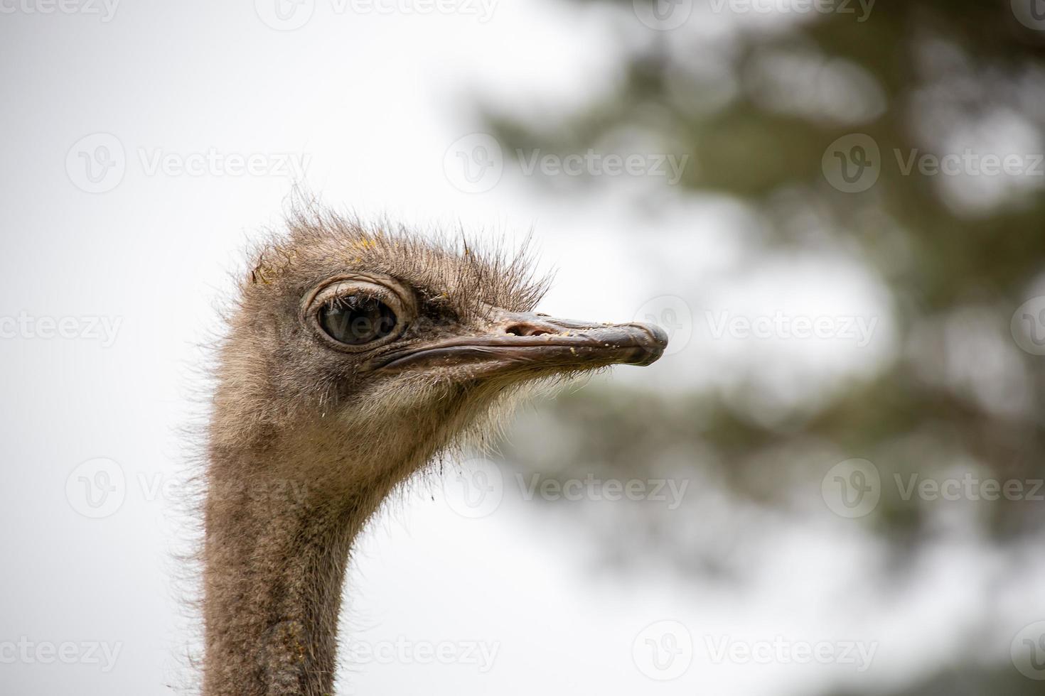 ostrich head in close-up against the backdrop of nature photo