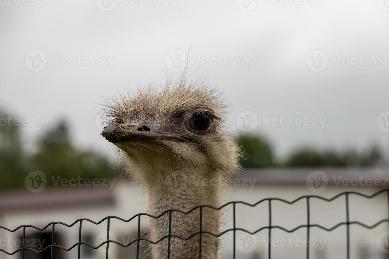 ostrich head in close-up against the backdrop of nature photo