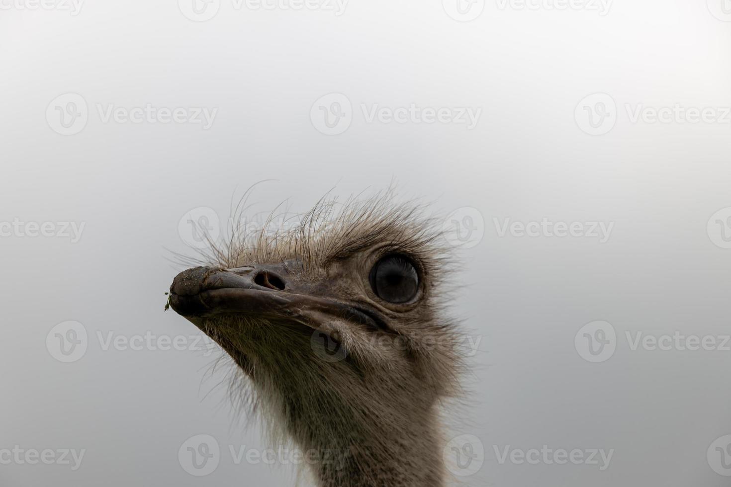 ostrich head in close-up against the backdrop of nature photo