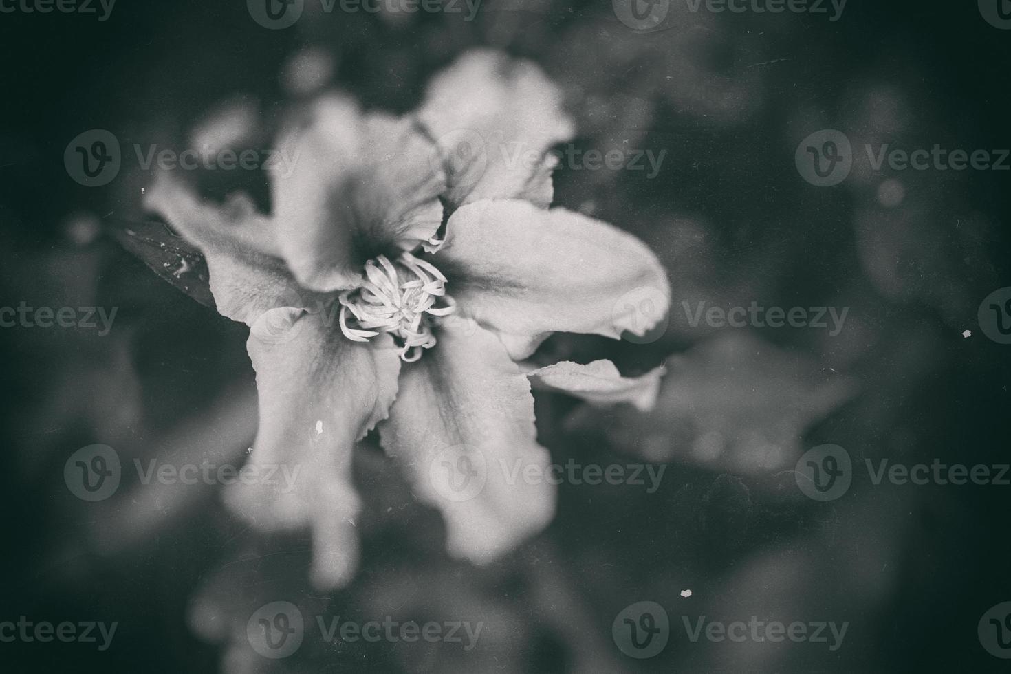 clemátide flor en el jardín en de cerca foto