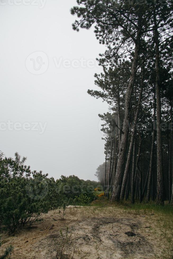 forest  growing on the dunes on the beach of the Baltic Sea on a foggy day  Poland photo