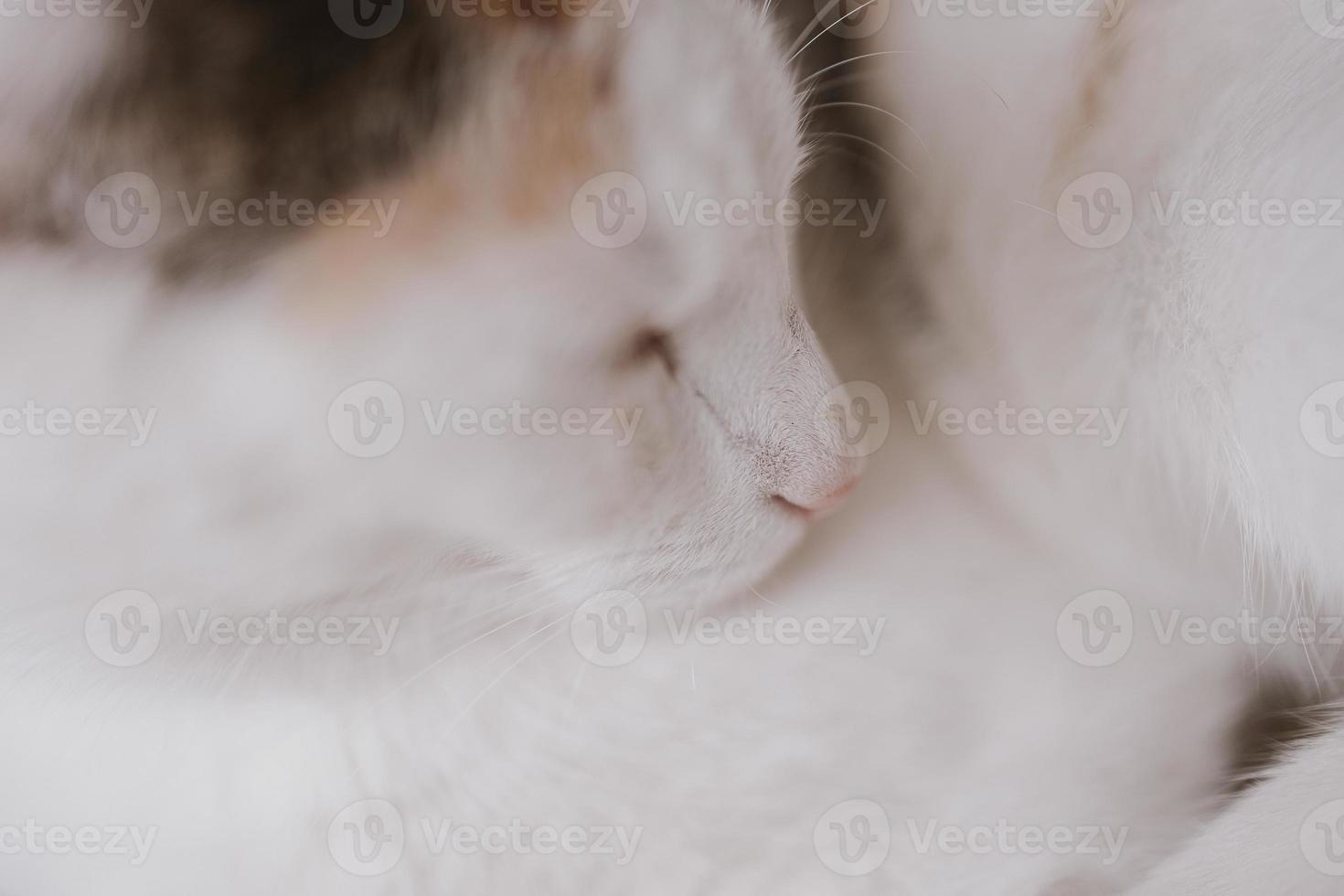cute little white-red sleeping cat in closeup photo