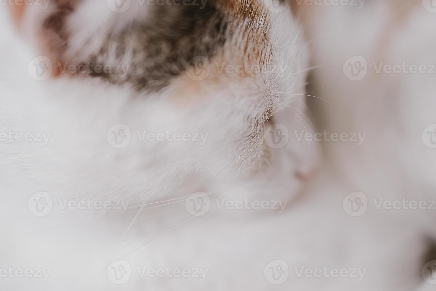 cute little white-red sleeping cat in closeup photo