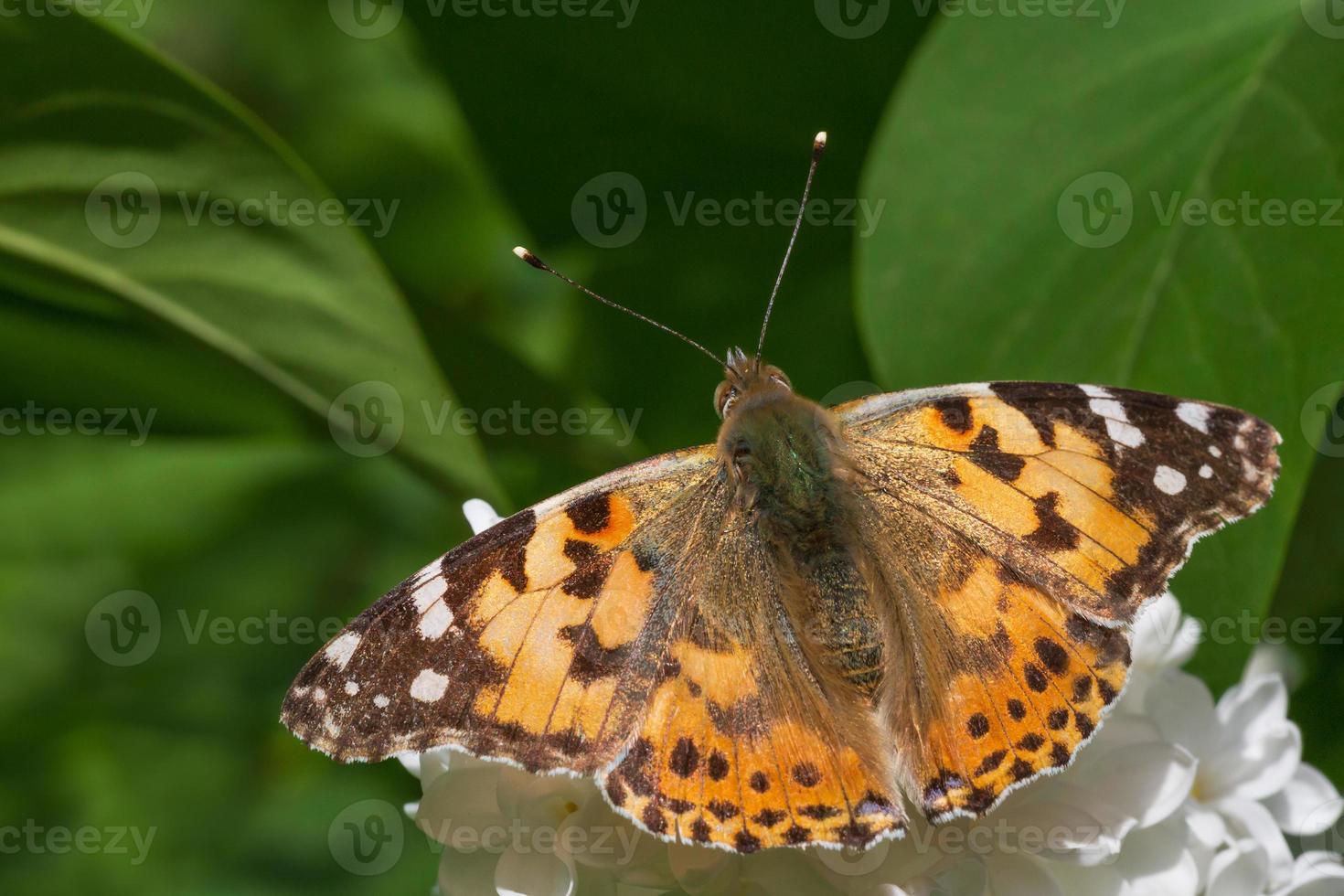 brown butterfly sitting on white lilac blossoming photo