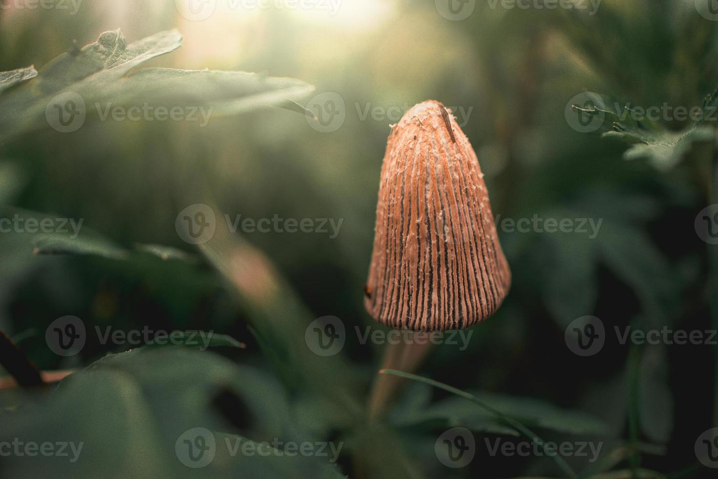wild mushroom among green grass in closeup in the sunshine photo