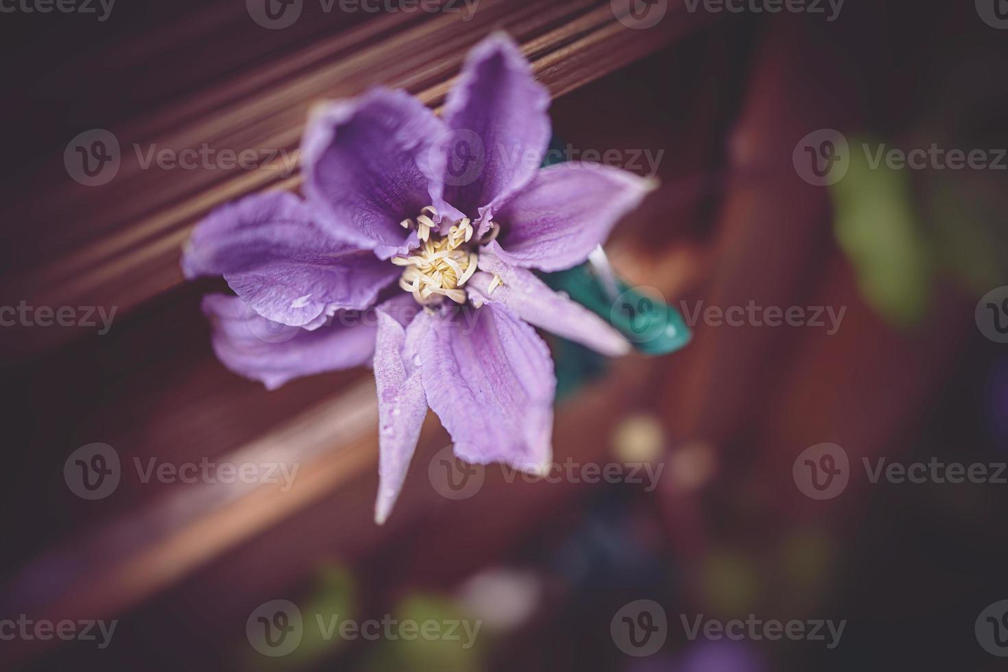 clematis flower in the garden in close-up photo