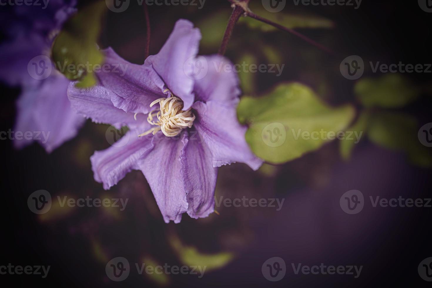 clematis flower in the garden in close-up photo