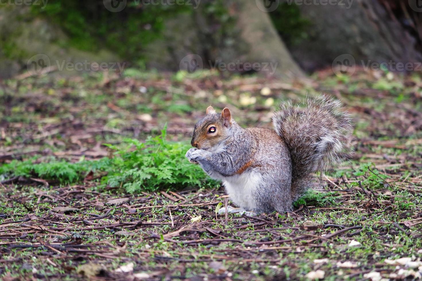 Cute Squirrel Seeking for Food in the Park photo
