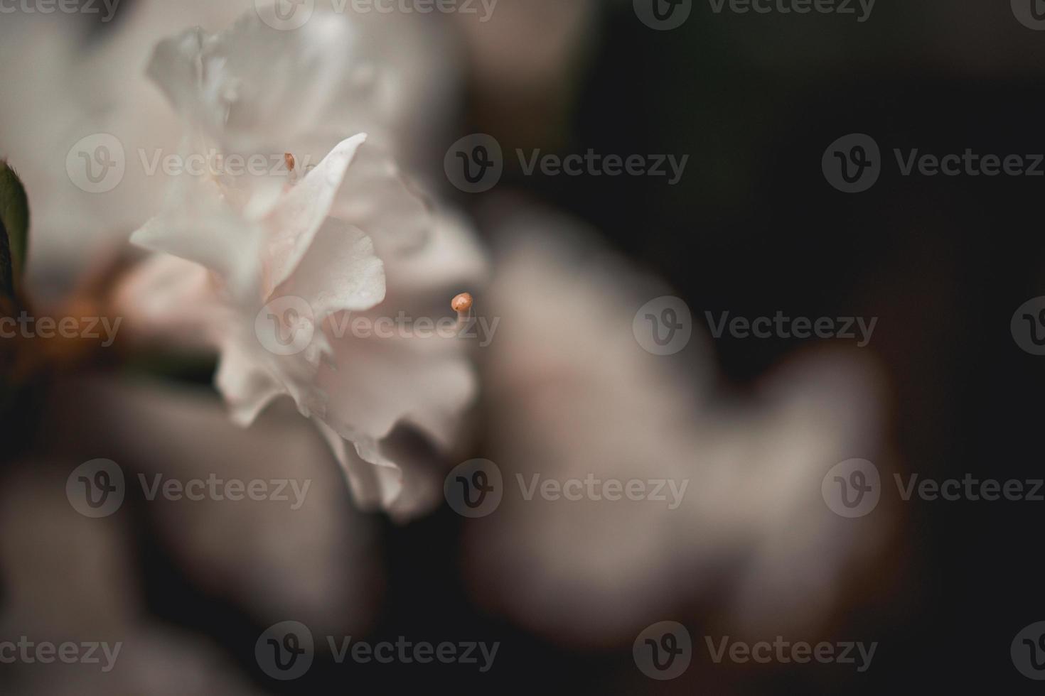 white azalea in the summer garden photo