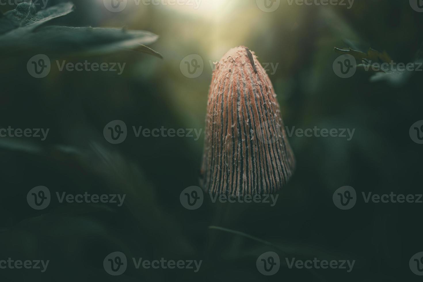 wild mushroom among green grass in closeup in the sunshine photo