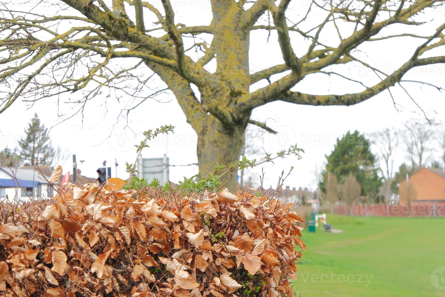 bajo ángulo ver de local público parque y hermosa arboles un claro y frío día de 22-marzo-2023 a lutón pueblo de Inglaterra Reino Unido. foto